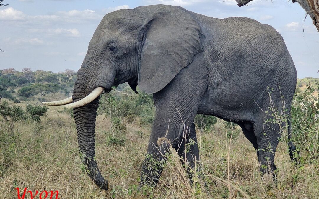 Les parcs Nationaux de Tanzanie