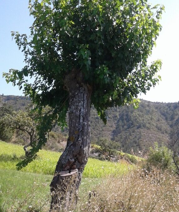 Les trognes et le ver à soie
